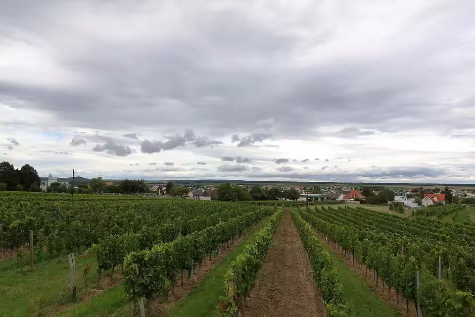 Weingärten vor Deutschkreutz unter bewölktem Himmel