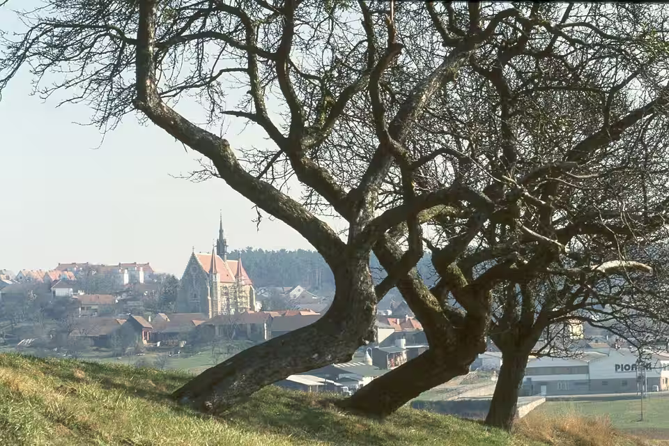 Blick durch Bäume auf Mariasdorf und die Pfarrkirche