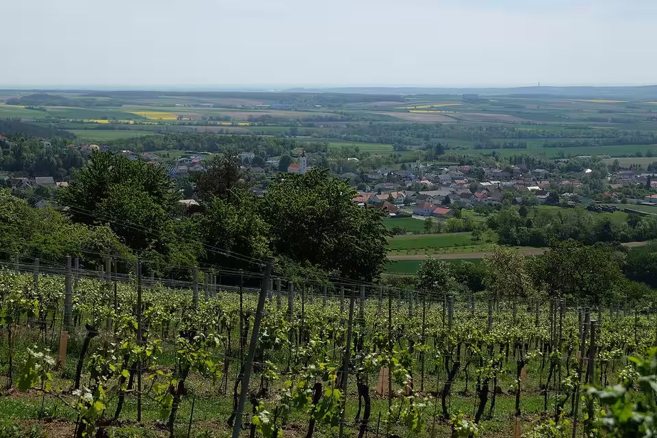 Blick vom Weinberg auf Markt Neuhodis