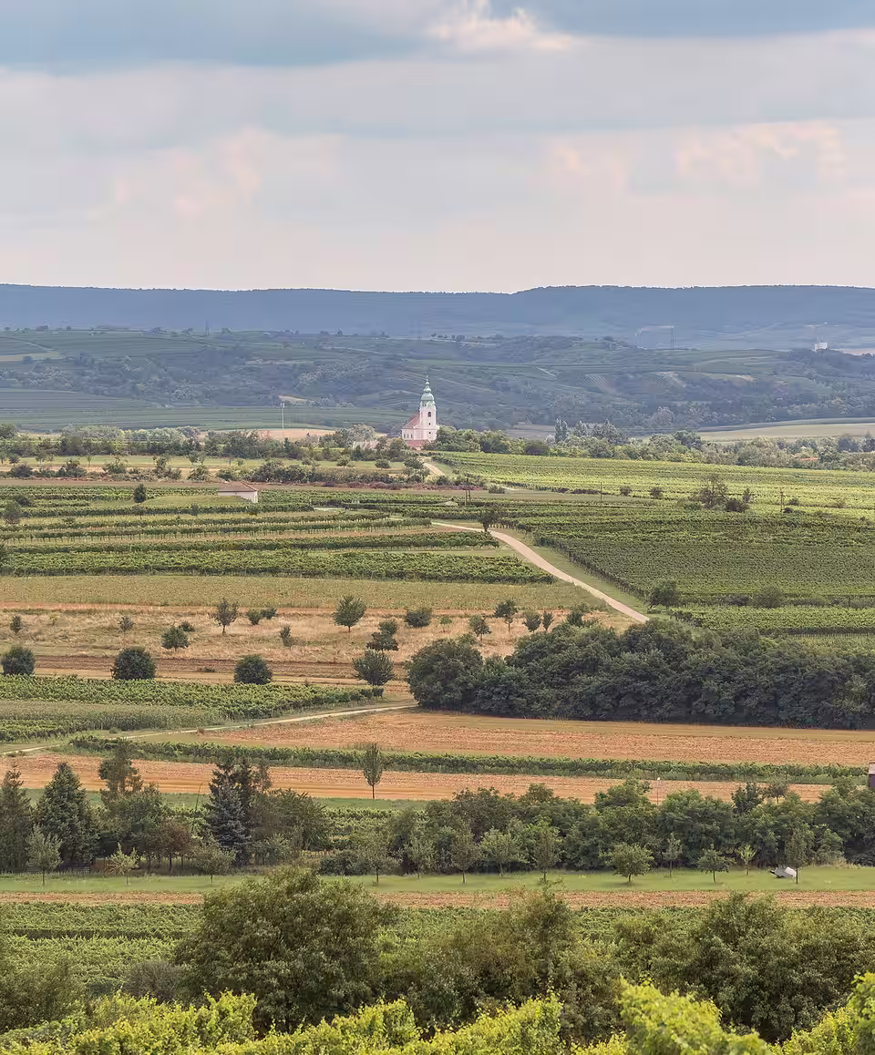 Blick über Weingärten zur Kirche von Unterretzbach, Gemeinde Retzbach