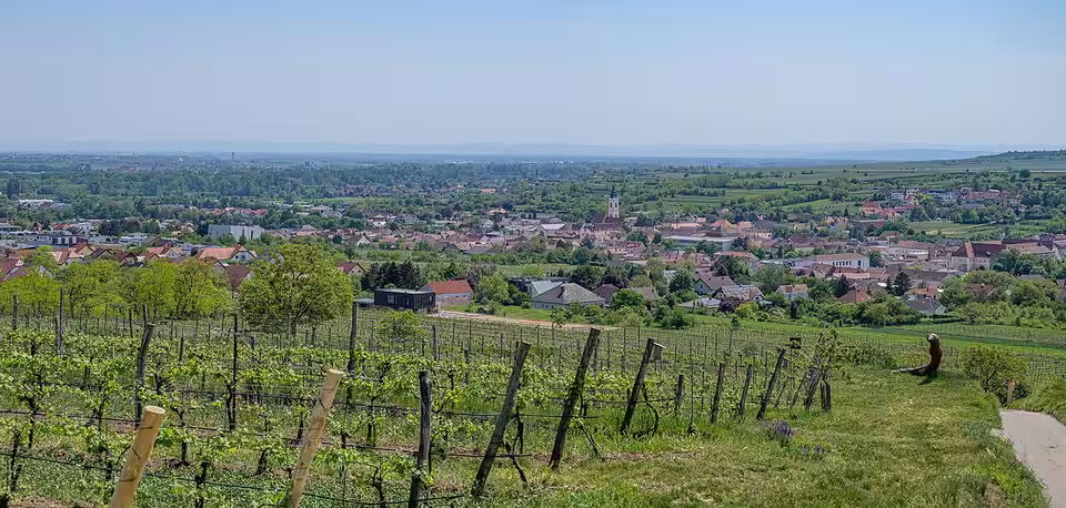 Blick über Weingärten auf Langenlois