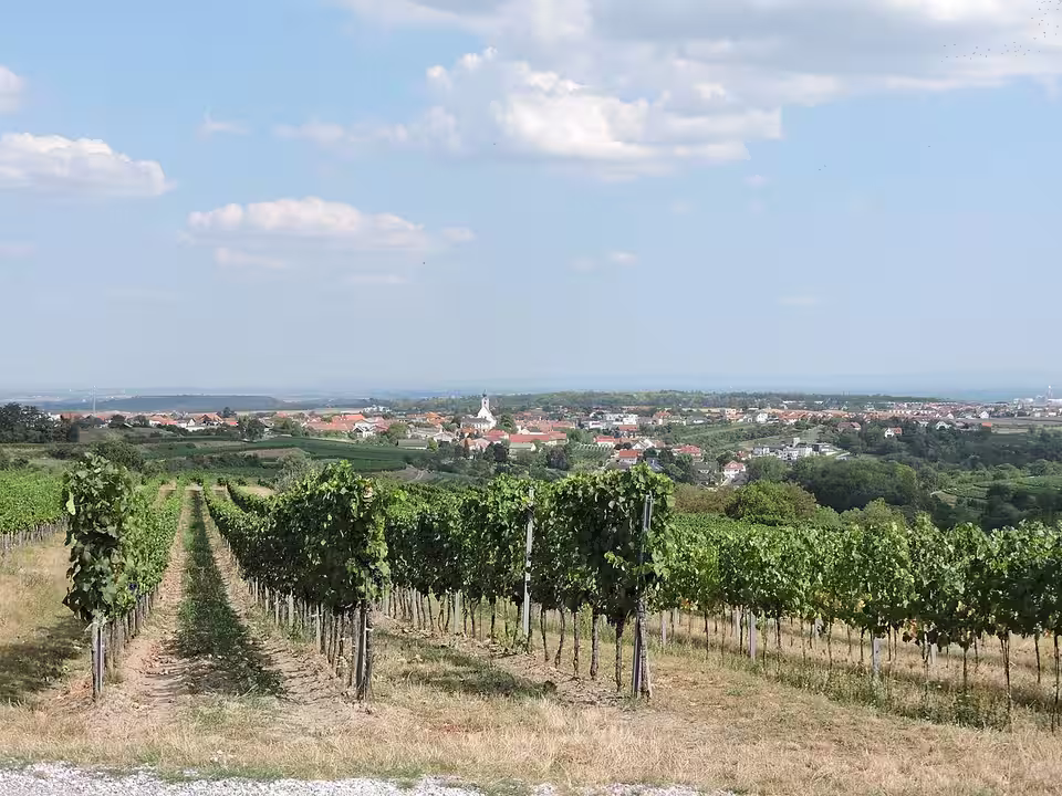 Weingärten vor Stratzing