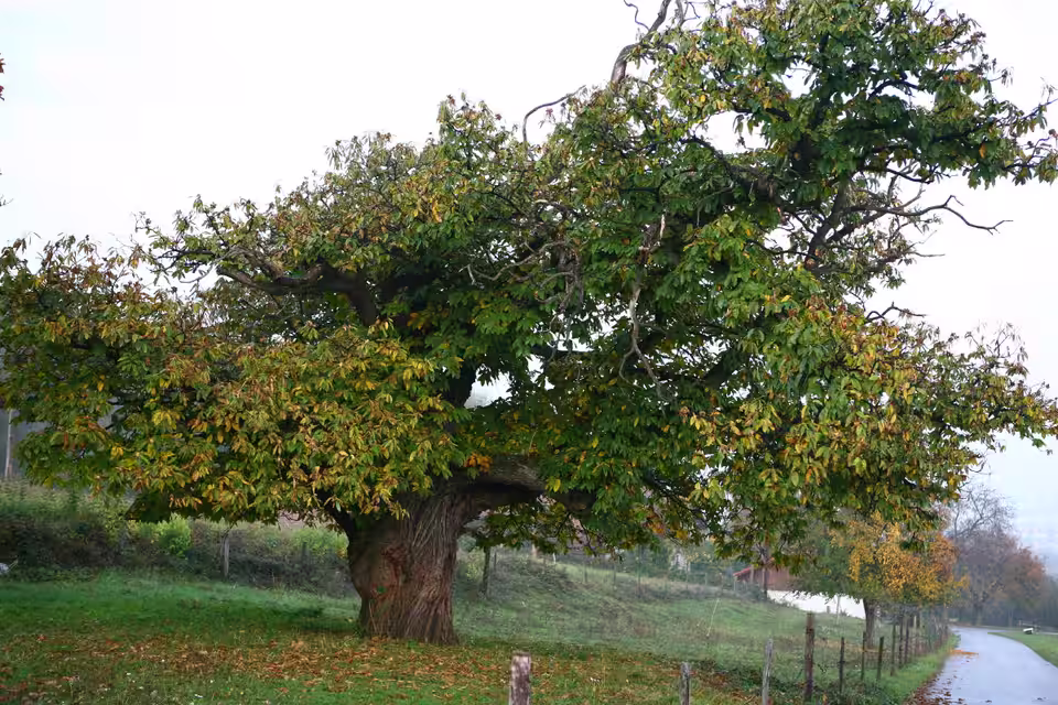 Edelkastanienbaum in Buchbach im Bezirk Neunkirchen.