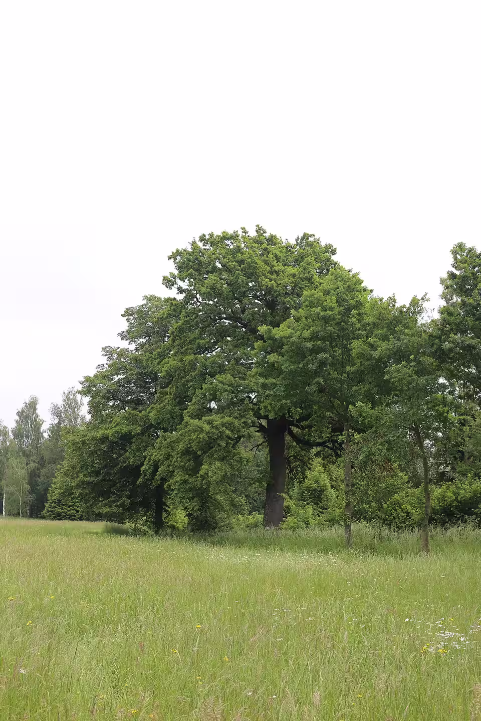 Eiche bei der Raffeldsmühle in Fraham
