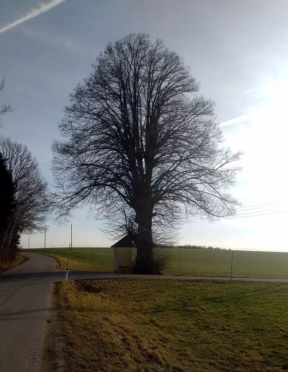 Kapellenlinde in Eschenau im Hausruckkreis
