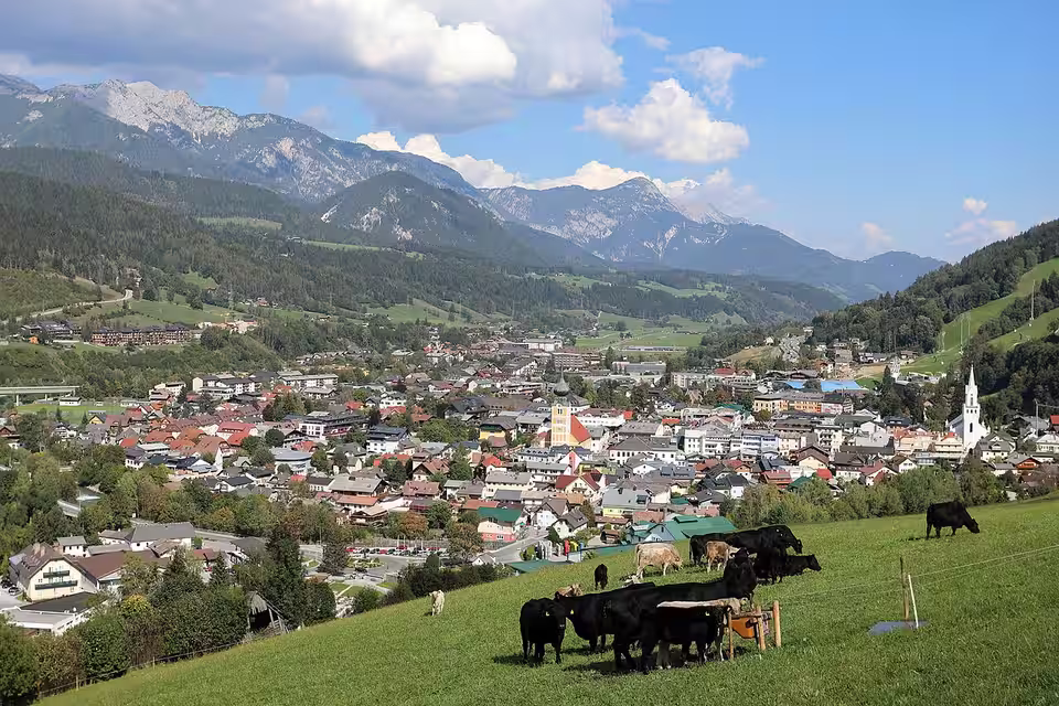 Blick über Schladming mit Kühen auf der Wiese im Vordergrund